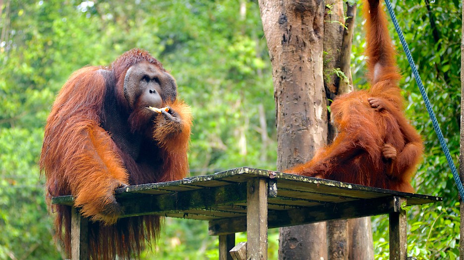 Semenggoh Wild Life Centre Kuching Sarawak Orang Utan