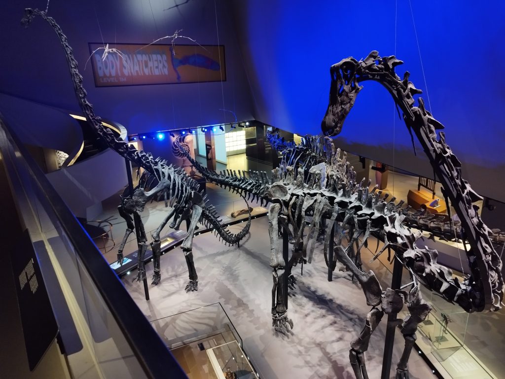 Museum Lee Kong Chian Natural History Museum - Awesome Travel 360