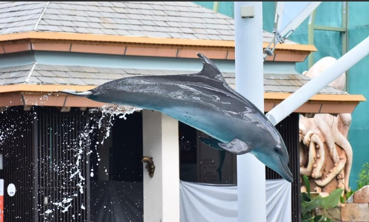 Dolphin Acrobatic Display