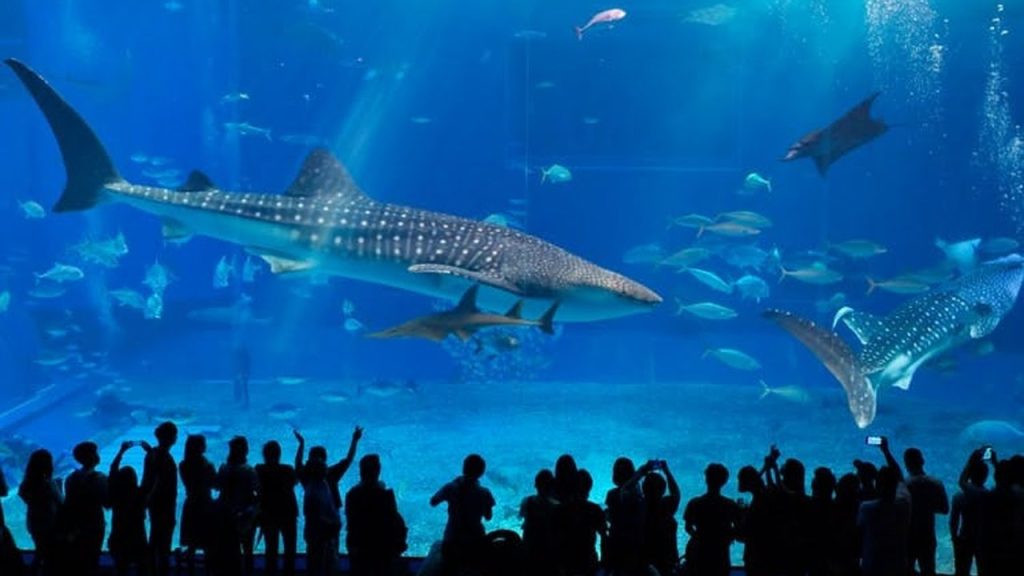 S.E.A Aquarium - Largest Aquarium in the World