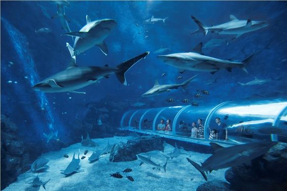 S.E.A Aquarium Singapore Underwater Tunnel