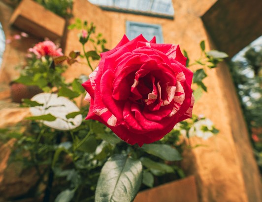 Rose Romance 2023 Flower Dome