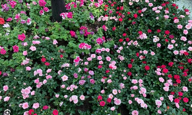Rose Romance 2023 Flower Dome